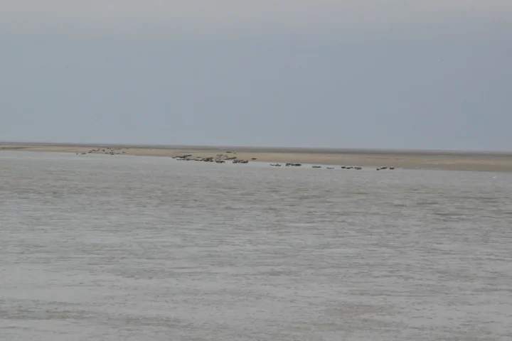Baie de Somme en famille : phoques, vélo et week-end nature, rythme et conseils utiles