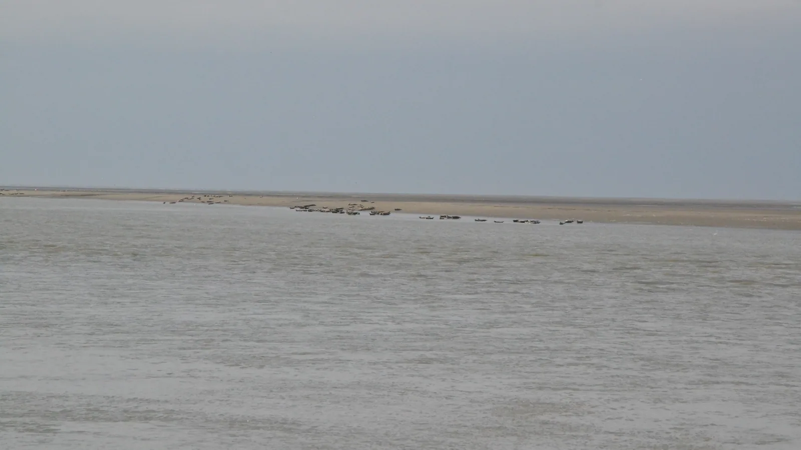 Baie de Somme en famille : phoques, vélo et week-end nature, rythme et conseils utiles
